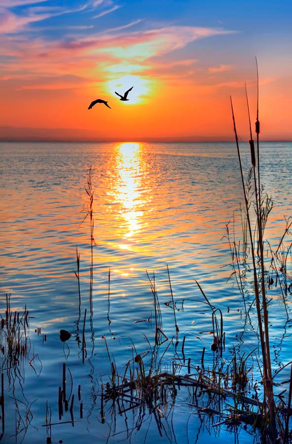 

Фотообои Сhameleons Море, птицы, закат (4432)