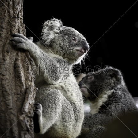 

Фотообои Сhameleons Коала (435480811)