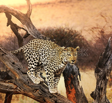 

Фотообои Сhameleons Леопард (119852770)