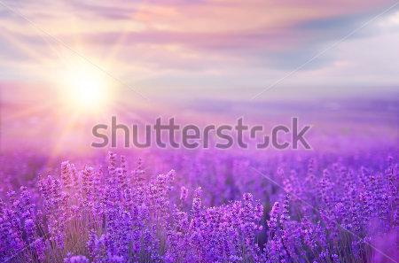 

Фотообои Сhameleons Лаванда, закат (296120348)