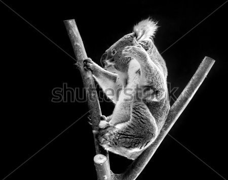

Фотообои Сhameleons Коала (432802612)