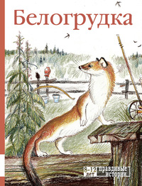 

Белогрудка (15703520)