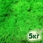 Стабилизированный мох ягель Nordic moss Зеленый травяной светлый 5 кг - изображение 1