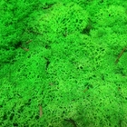 Стабилизированный мох ягель Nordic moss Зеленый травяной светлый 5 кг - изображение 4