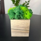 Кубик деревянный со стабилизированным мхом микс зеленый салатовый 6.5*6.5 см - изображение 2
