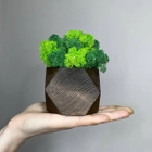 Куб тёмное дерево со стабилизированным мхом микс зелёный салатовый 8*6 см - изображение 2
