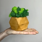 Куб светлое дерево со стабилизированным мхом микс зелёный салатовый 8*6 см - изображение 2