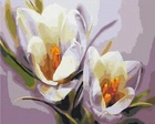 Картина по номерам Крокусы Brushme 40x50 см (tvo0006112)