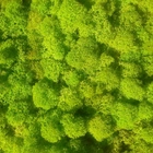 Стабилизированный мох ягель Nordic moss Зеленый весенний 100 грамм - изображение 2