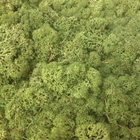 Стабилизированный мох ягель Nordic moss Зеленый светлый 150 грамм - изображение 5