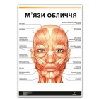 Плакат "Мышцы лица" Медіспорт укр.язык
