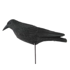 Чучело ворона обычная на колышке - изображение 1