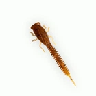 X-Larva 2 цвет 002 Приманка Фанатик (104676)