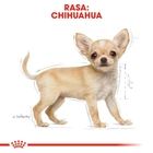 Sucha karma dla szczeniąt Chihuahua Royal Canin Chihuahua Puppy 1.5kg (3182550722544) (24380151) - obraz 7