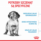 Sucha karma dla szczeniąt Royal Canin Puppy M 1kg (3182550402439) (97268) (30030101) - obraz 5