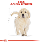 Sucha karma dla szczeniąt Golden Retriever Royal Canin Puppy 3kg (3182550751254) - obraz 6