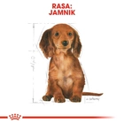 Сухий корм для щенят Такса Royal Canin Dachshund Puppy 1.5кг (3182550722575) (24370151) - зображення 6