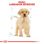 Сухий повнораційний корм для цуценят Royal Canin Labrador Retriever Puppy собак породи лабрадор ретрівер віком до 15 місяців 3 кг (3182550725507) - зображення 6