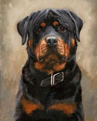 Алмазная мозаика Ротвейлер 40x50см DM-197
