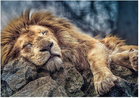 Пазл Trefl Сплячий лев, 1000 елементів (TFL-10447) - зображення 2