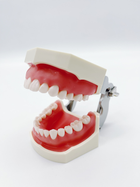 Стоматологічна навчальна модель зі знімними зубами та м'якими яснами - зображення 1