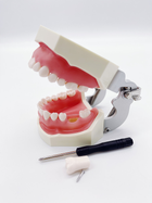 Стоматологічна навчальна модель зі знімними зубами та м'якими яснами - зображення 4