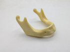 Тренувальна стоматологічна модель для імплантації фантом нижня щелепа - изображение 1