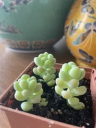 Суккулент Седум Клаватум (Sedum clavatum), контейнер 7*7*8 см (s026s)