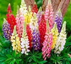 Насіння Люпин Високий суміш 4г Насіння України