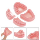 Набор моделей челюстей обучающий силиконовый 4шт (1012-729-00) - изображение 3
