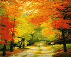 Картины по номерам Осенний лес (PNX0169) Artissimo 50*60 см