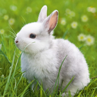 Набір пазлів Ravensburger Cute Bunnies 21 x 21 см 3 х 49 елементів (4005556080410) - зображення 3