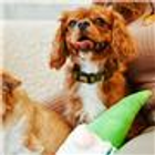 Zabawka dla psów Dingo Krasnal Gandalf pluszowy 12 x 45 cm (5904760174740) - obraz 3