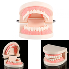 Модель зубів демонстраційна стоматологічна без патологій - изображение 1