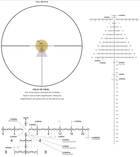Приціл оптичний LEUPOLD MARK 5HD 7-35x56 (35 mm) M1C3 FFP PR2-MOA - зображення 8