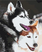 Картина по номерам Хаски 40x50 см Brushme (2000002775010)