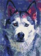 Картина за номерами Погляд Хаскі (RBS51460) Brushme 30x40 см Brushme