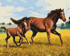 Malowanie po numerach Symag Paint it Rodzinny galop 50 x 40 cm (5904433381079)