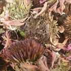 Ехінацея пурпурна цвіт сушений 100 г - зображення 1