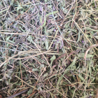 Чабрець/тим'ян повзучий трава сушена 100 г - зображення 1