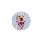 Бейдж на липучці Kite Studio Pets (SP24-3011-2)