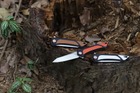 Нож складной Roxon K2 лезвие D2, оранжевый - изображение 2