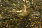 Тактичні черевики Evo Men 919 Fury Coyote 46 - зображення 3