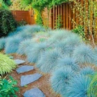 Саженцы Овсяницы Сизой (Festuca cinerea) Р9