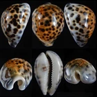 Морські раковини ципрею тигрис CYPRAEA TIGRIS велика. Розмір: довжина 7-8 см за 1 шт.