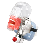 Фантом голови стоматологічний (кріплення на підголовник установки)+28зубів - изображение 1