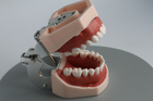 Модель стоматологічна (мякі ясна) тренувальна для фантома - зображення 4