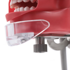 Фантом голови стоматологічний (кріплення на стіл та установку) - изображение 8