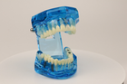 Модель стоматологическая демонстрационная (разборная) - изображение 3