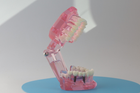 Модель стоматологічна демонстраційна (розбірна) рожева - зображення 2